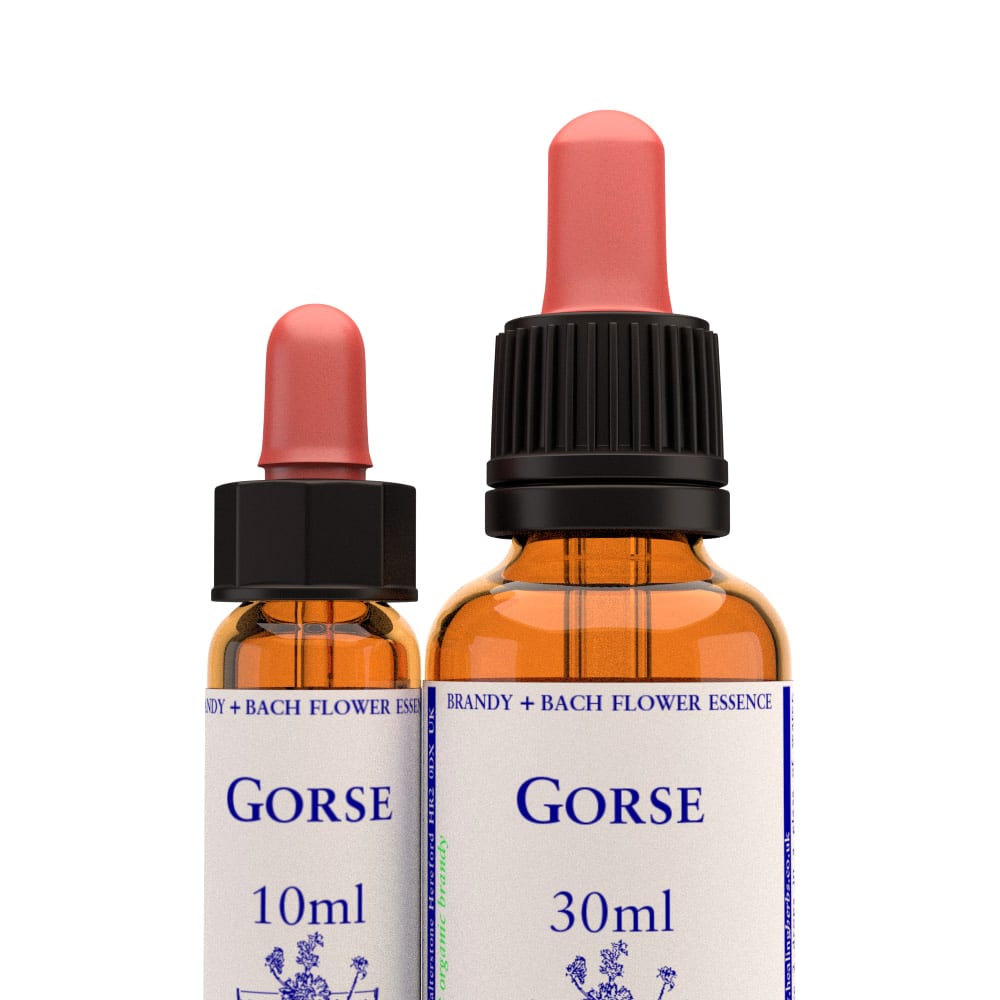 Healing Herbs — Gorse Flower Essence (10ml)
